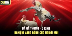 Đá Gà Thomo - 5 Kinh Nghiệm Vàng Dành Cho Người Mới