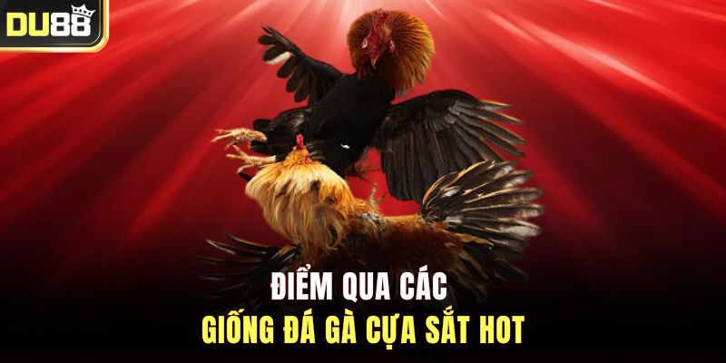 Điểm qua các giống đá gà cựa sắt hot