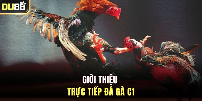 Giới thiệu trực tiếp đá gà C1