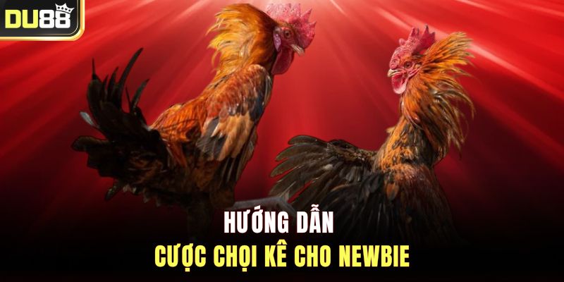 Hướng dẫn cược chọi kê cho newbie